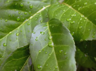 A trinity of rain-wet leaves.
