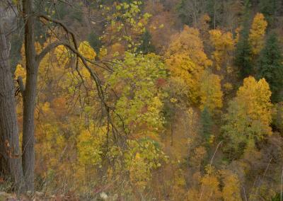 Autumn leaves in the Taughannock Creek Gorge.