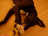 Zaza, playing.