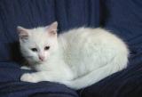 Joys new kitten Zombie, about 10 weeks old.