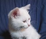Another shot of the little guy.