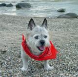 A series of Sammy on the beach. I like these better than the last ones - less distraction in the background.