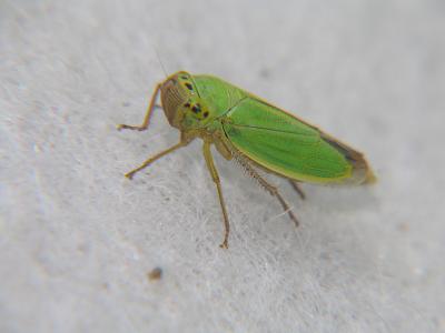 Skakavac - grasshopper - locust - lorust - 6mm