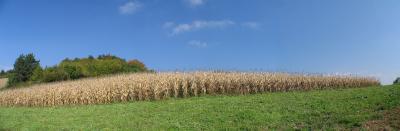 Autumn panorama