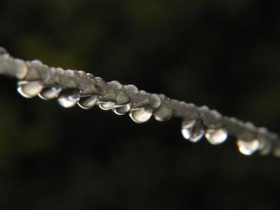 Water drops