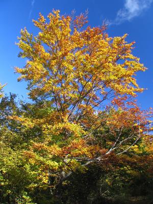 Fall and sky