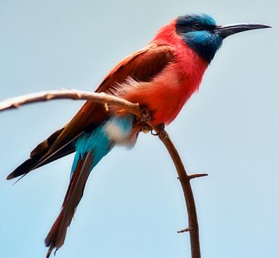 Colorful bird