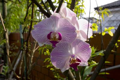 Orchid Nikon Test
