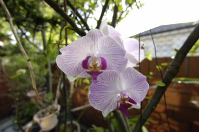 Orchid Nikon Fisheye Corrected