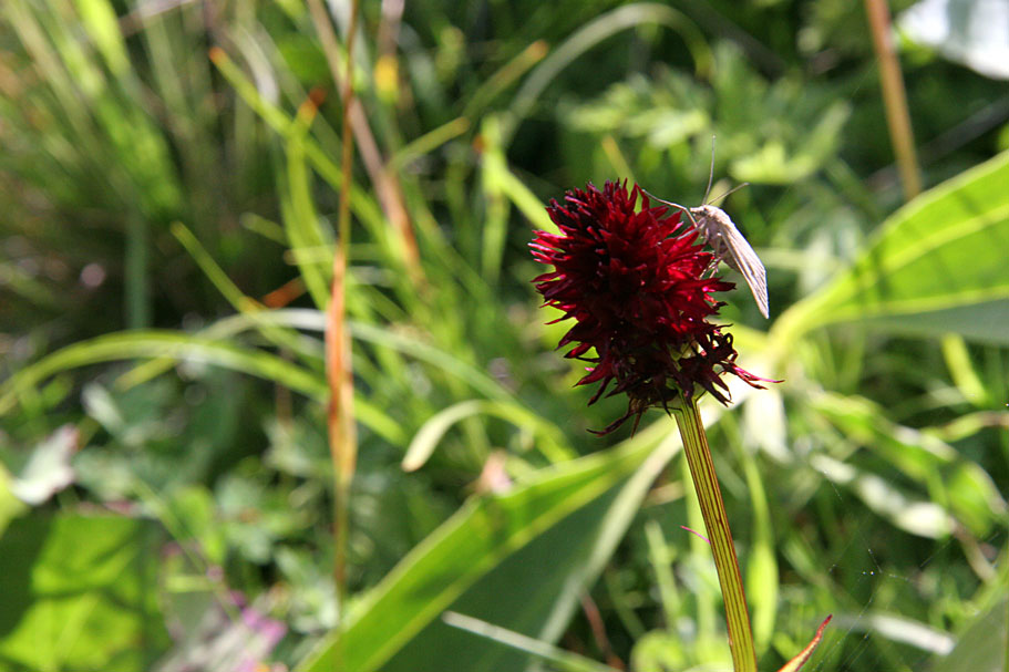 Nigritella nigra