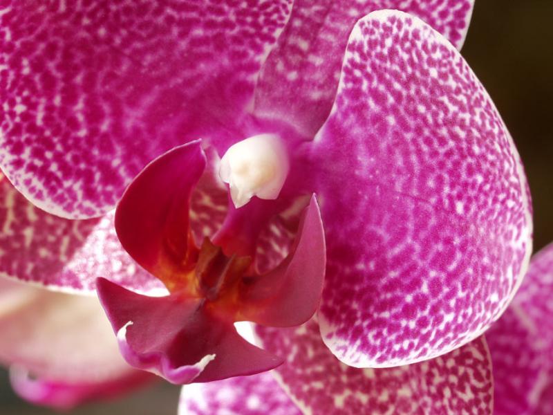 Phalaenopsis