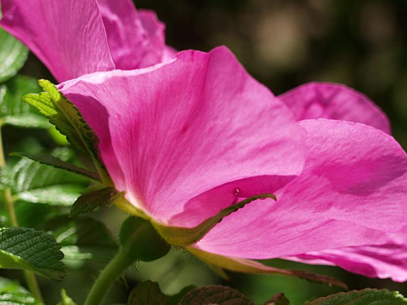 Rosa rugosa