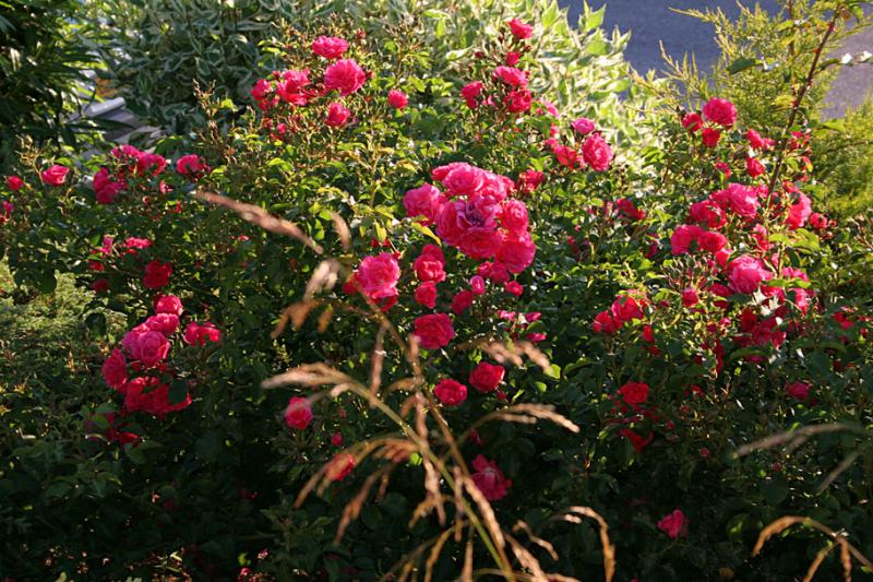 Rosa Emera et Deschampsia caespitosa