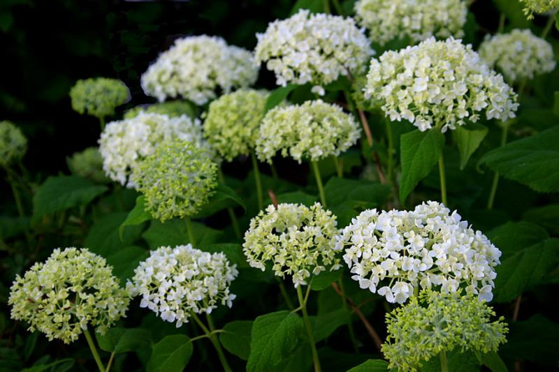 Hydrangea arborescens  Annabelle