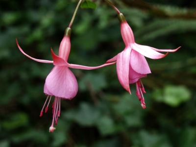 Duo of Beacon rose Fuschia flowers