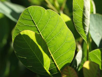 Cotinus coggyria