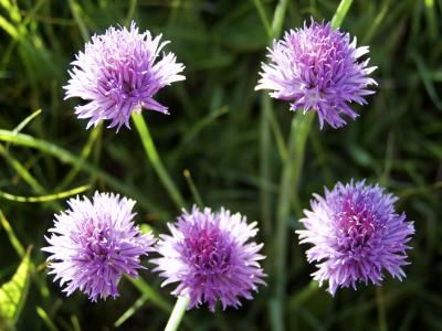 Allium schoenoprasum