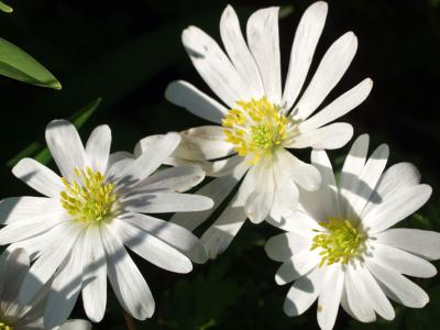 Anemone Blanda