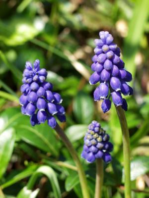 Muscari