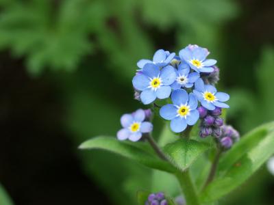 Myosotis