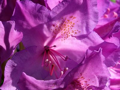 Rhododendron catawbiense Boursault