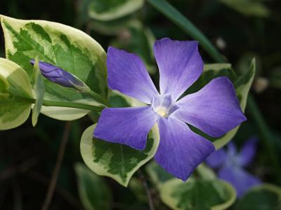 Vinca major