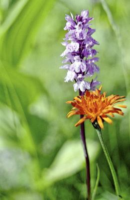 Orchis & Crepis aurea