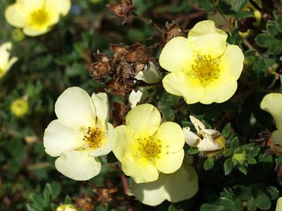 Potentilla fruticosa