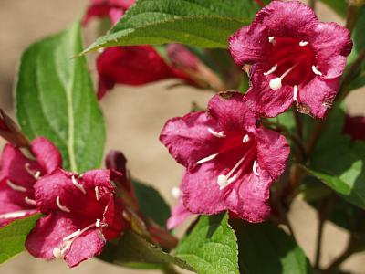 Weigelia X Bristol ruby