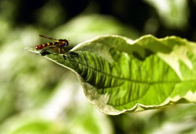 Fly and leaf
