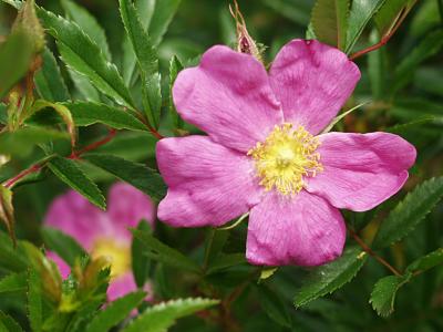 Rosa nitida