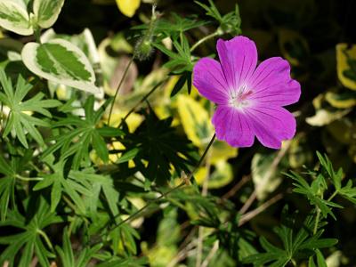 Geranium sanguineum