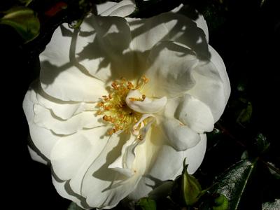 Rosa X Opalia