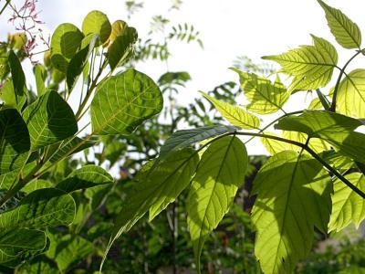 Cotinus coggyria & Acer negundo