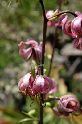 Where is the spider on Lilium martagon ?