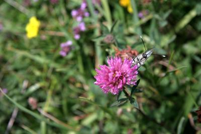 le Gaz (Aporia crataegi)