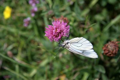 le Gaz (Aporia crataegi)