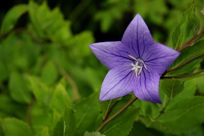 Platycodon grandiflorus