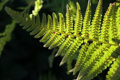 Dryopteris filix-mas