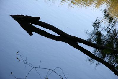 Reflection ( La Tricherie pond)