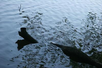 Reflection (La Tricherie pond)