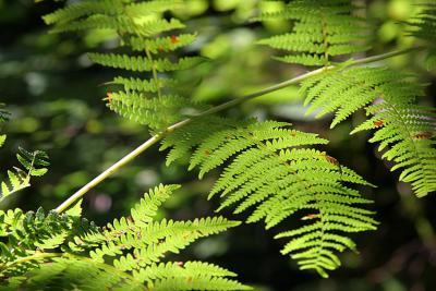 Pteridium aquilinum