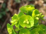 Euphorbia amygdalodes robbiae