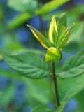 Syringa vulgaris