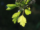 Crataegus monogyna