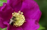 Bee on Rosa rugosa