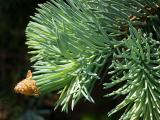 Picea pungens Kosteriana