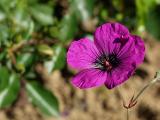 Geranium psilostemon