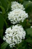 Hydrangea arborescens Annabelle