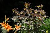 Lysimachia Fire Cracker et Hmrocalle